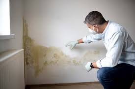 Best Basement Mold Removal  in Galva, KS